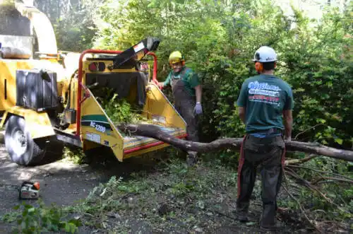 tree services Shannon